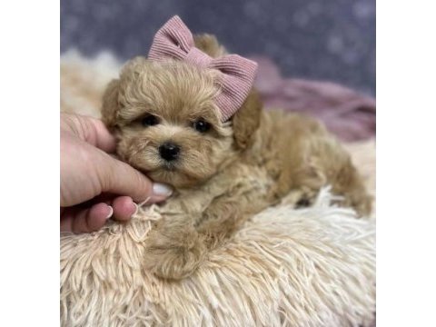 Aşılı ve sağlıklı maltipoo mini yavrular