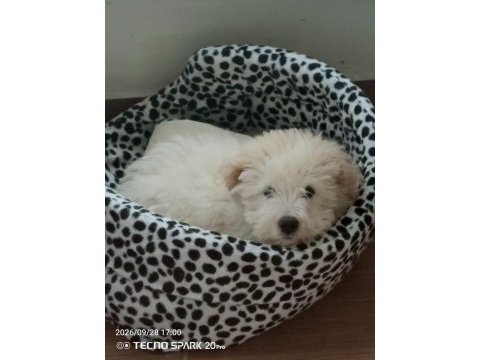 Maltipoo sahibinden üç aylık