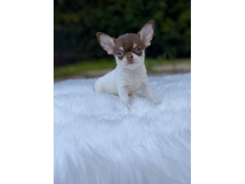 Dişi erkek elma kafa mini chihuahua bebeklerimiz