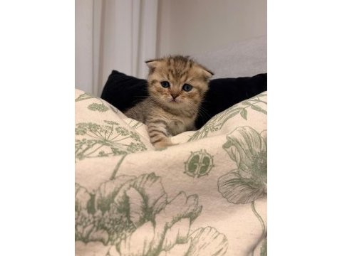 Yavru british shorthair ve scottish shorthair kedilerimiz