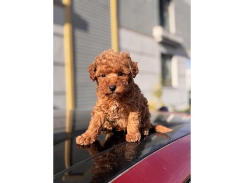 Birbirinden güzel toy poodle yavrular