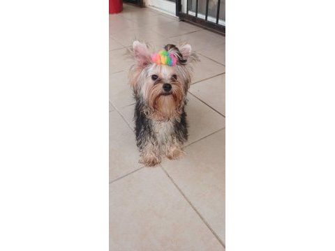Mükemmel baby face yorkshire terrier erkek