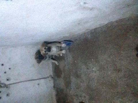 Has kangal isteyenler ana baba belli