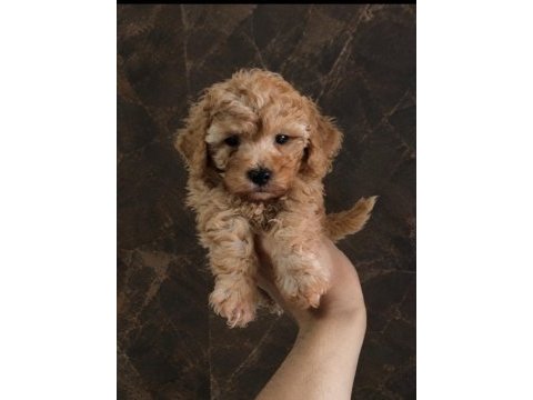 Uygun vasıflı safkan poodle