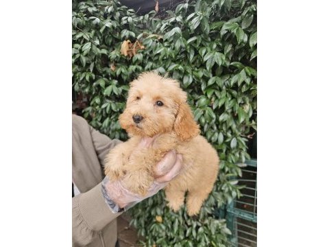 Irk ve sağlık garanti poodle yavrularımız