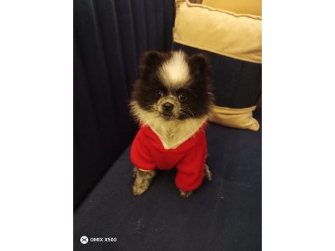 Pomeranian boo yedi aylık dişi karnesi var