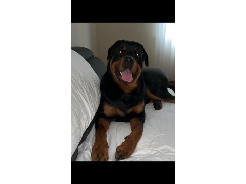 12 aylık erkek rott 50 kilo istanbul