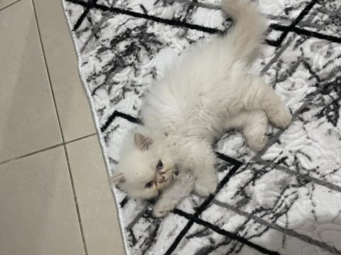 Sağlık garantisiyle exotic kedimiz