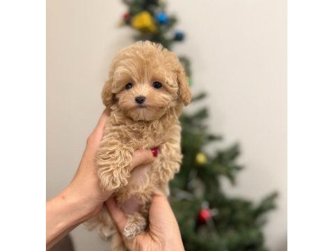 Lokum bebek maltipoo