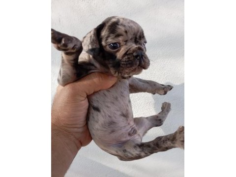 Meraklısına french bulldog köpeğimiz