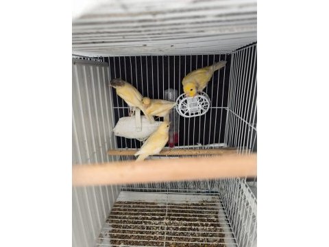 Kaliteli alman tepeli yavru kuşlar