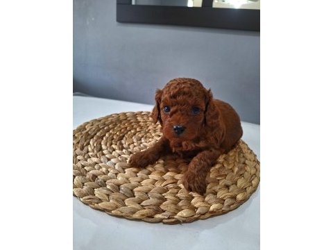 Toy poodle yavrularımız