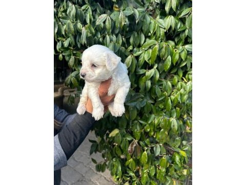 Maltese terrier