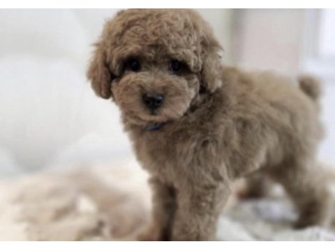 Toy poodle cinsi yavru