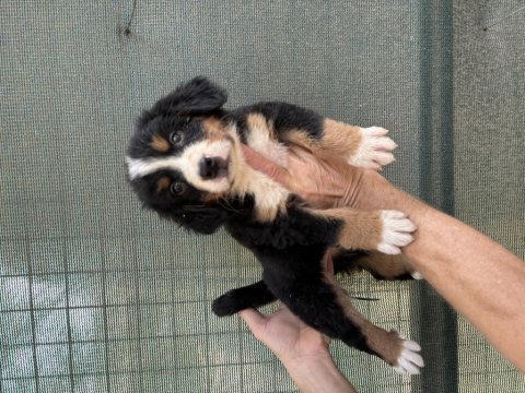 Bernese cinsi yavrularımız