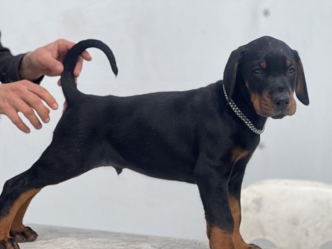 Europan fci federasyonlu doberman yavruları