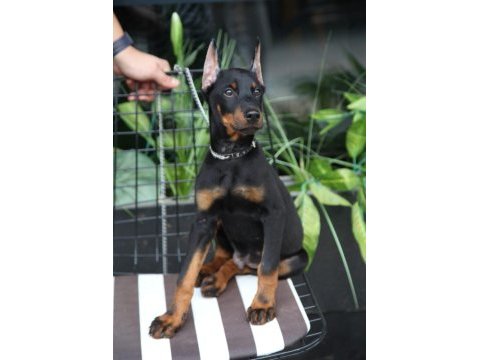 Kalite doberman yavrular