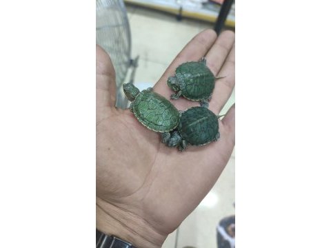Bebek kırmızı yanak su kaplumbağaları