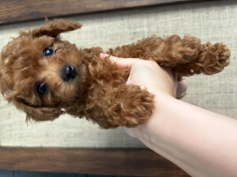 Ev ortamında büyüyen safkan teacup poodle yavrular