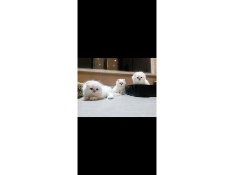 Safkan british blue point yavru kediler