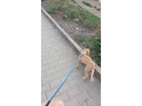 Tooy poodle erkek goffy