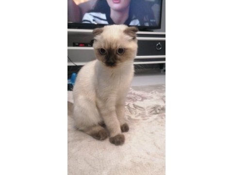 Acil yuva arıyorum scottish fold kedilerime
