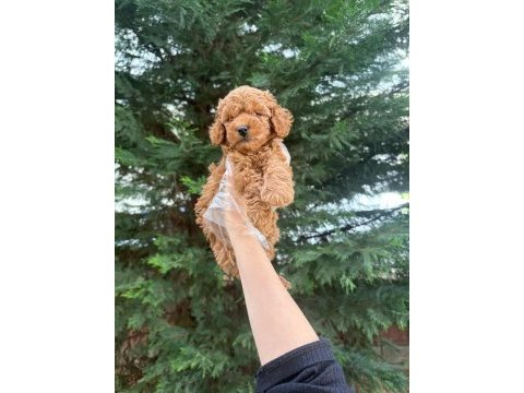 Tuvalet eğitimine uygun akıllı poodle yavrular