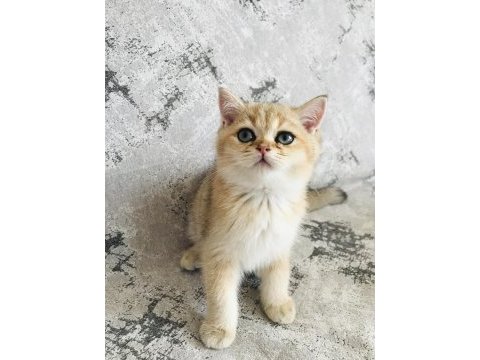 Dünyaca ünlü şecere sahibi british shorthair yavrularımız