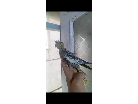 Yeni yeme düşüyor yavru sultan papağanı