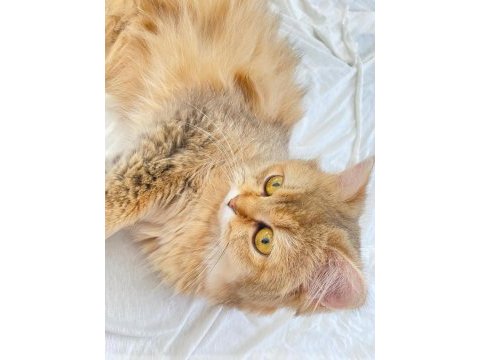 Güzel british longhair kızımıza sıcak bir yuva