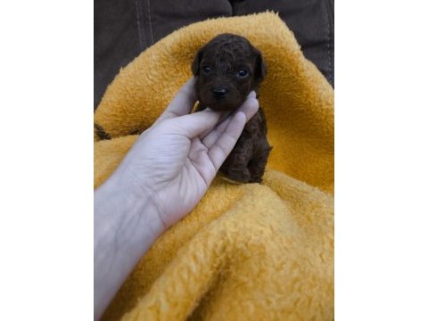 Kore kan red brown toy poodle dişi erkek yavrular