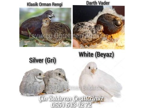 Kuluçkalık bıldırcın yumurtası (7 çeşit)