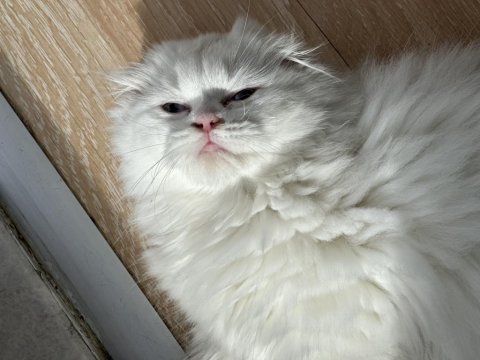 Scottish fold longhair mavi gözlü pamuk yavrum