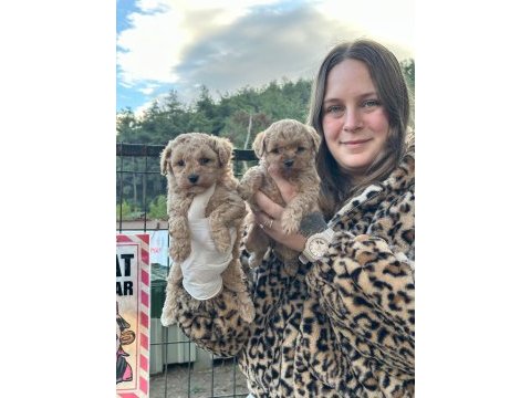 Toy poodle bebekler