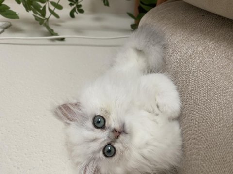 Dünya tatlısı british longhair