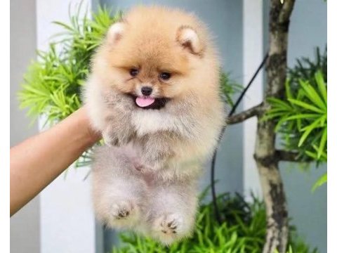 Pomeranian boo köpeğimiz @ppuppypawbodrum