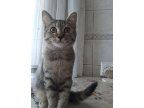 3 aylık scottısh kırması bebekler