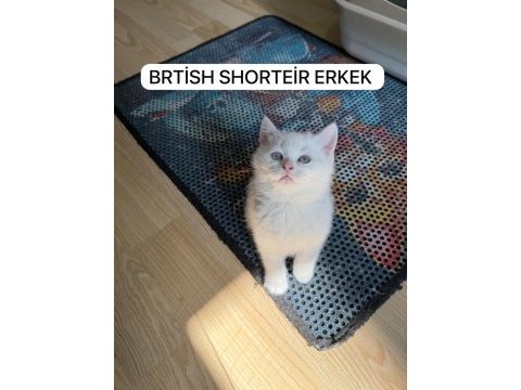 Süt beyaz british paşam hazır