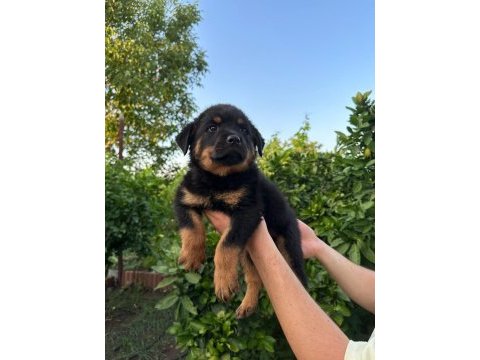 Antalya rottweiler