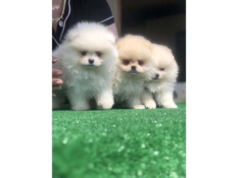 2.5 aylık 2 dişi ve 1 erkek üst kalite pomeranian boo