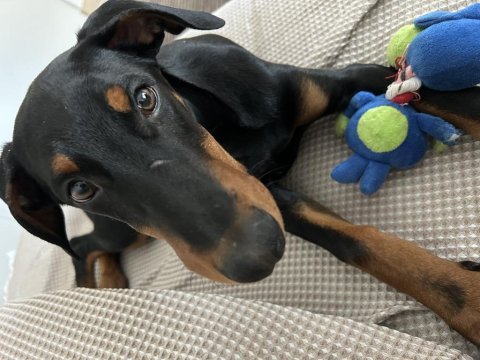 4 aylık yavru doberman