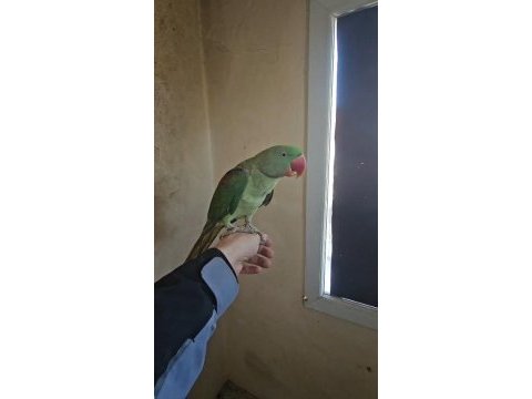 8 aylık bebek alexander