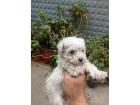İzmir den orijinal terrier maltese yavrular