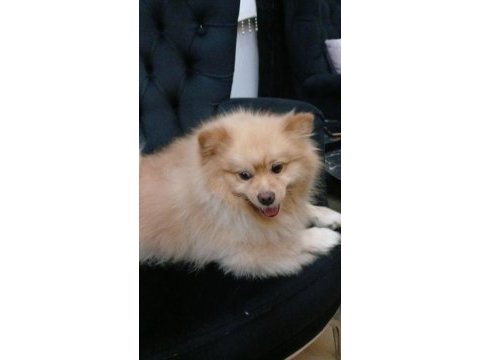 Pomeranian boo zeus