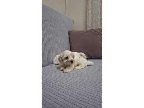 Sağlık ve ırk garantili maltese