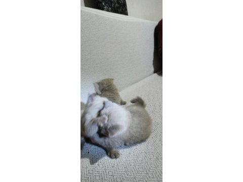 British longhair kediler 2 aylıklar