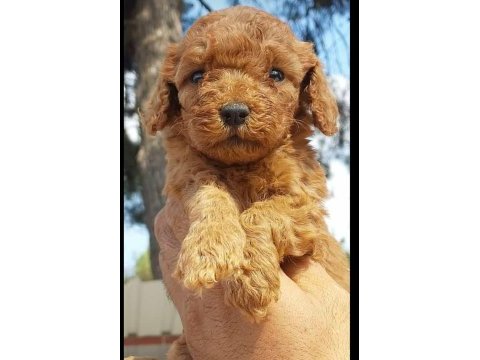 Süper toy poodle bebişler