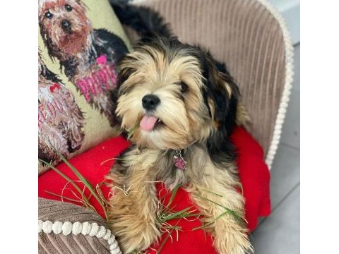 En küçük boy morkie yavrularımız
