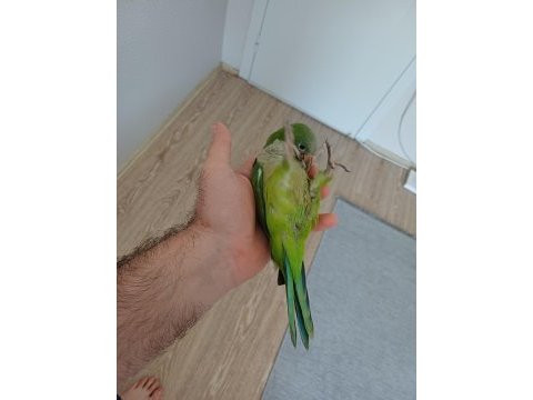 Full evcil yeşil monk papağanı