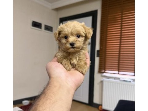 Micro teacup özel yavru